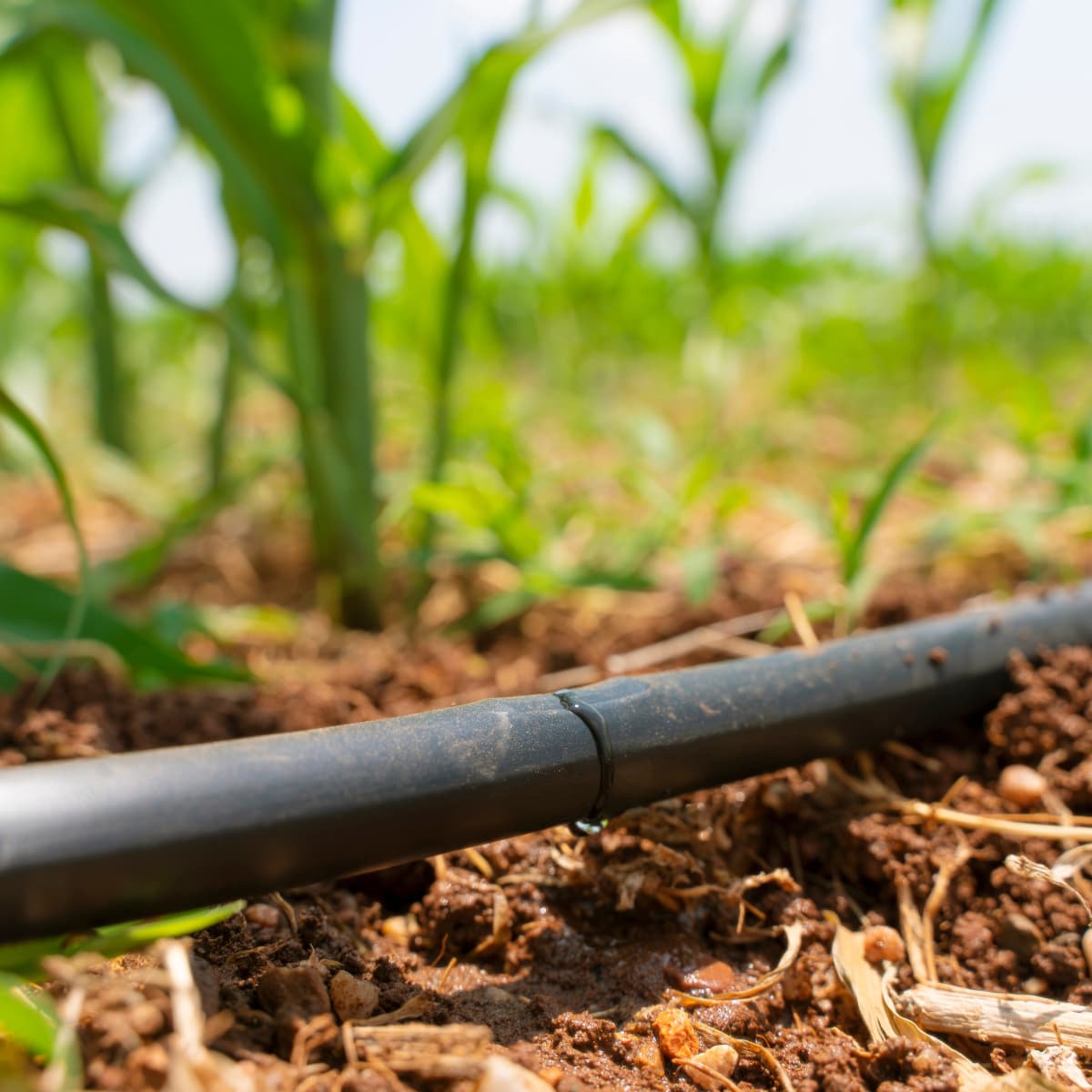 irrigation hose