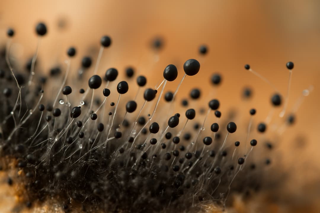 mold spores