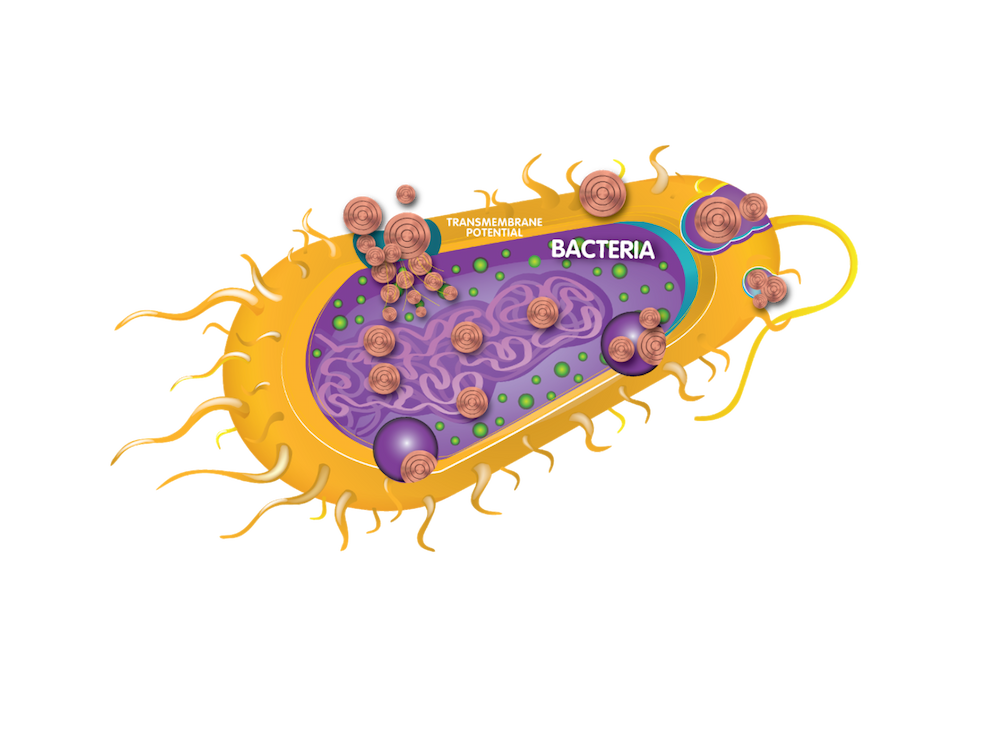 Bacteria icon