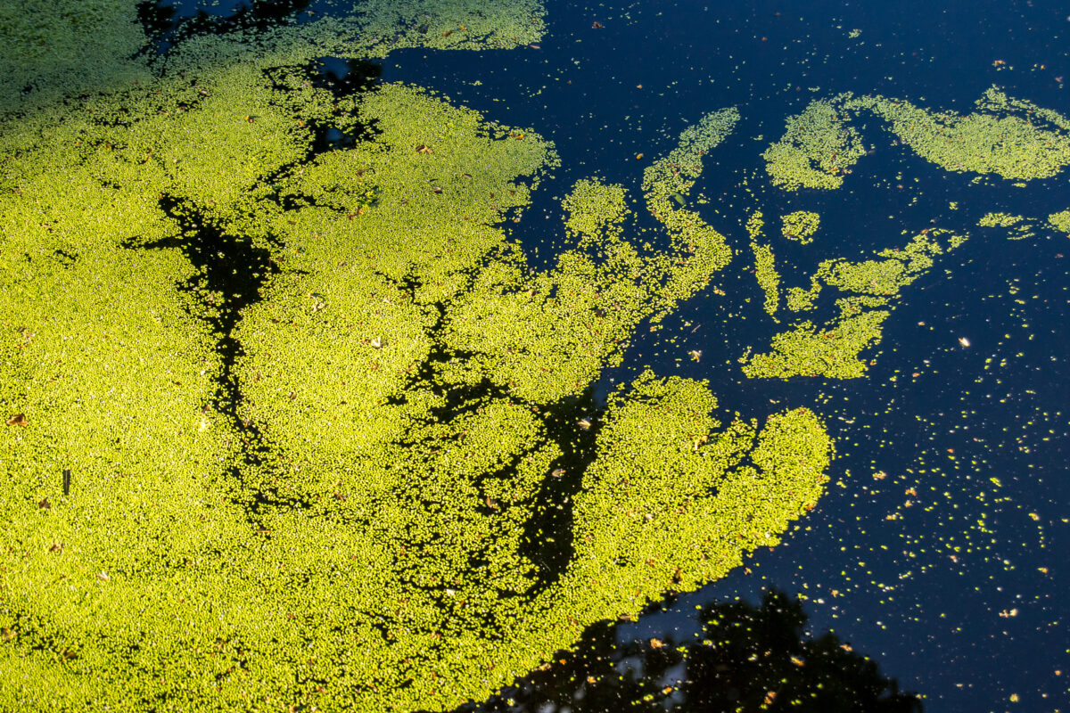 Beautifull texture of tinny plants on the water